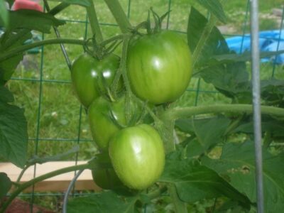 Maybe Your Brown Thumb is Not as Brown as You Think Image